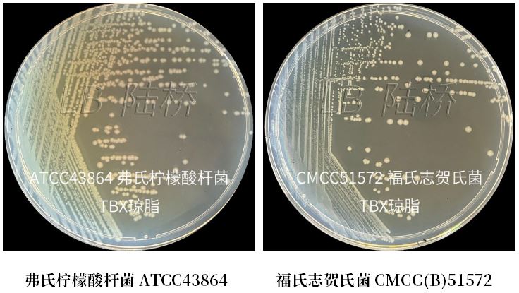 GB 4789.38－2025《食品安全國家標(biāo)準(zhǔn)　食品微生物學(xué)檢驗　大腸埃希氏菌計數(shù)》解讀